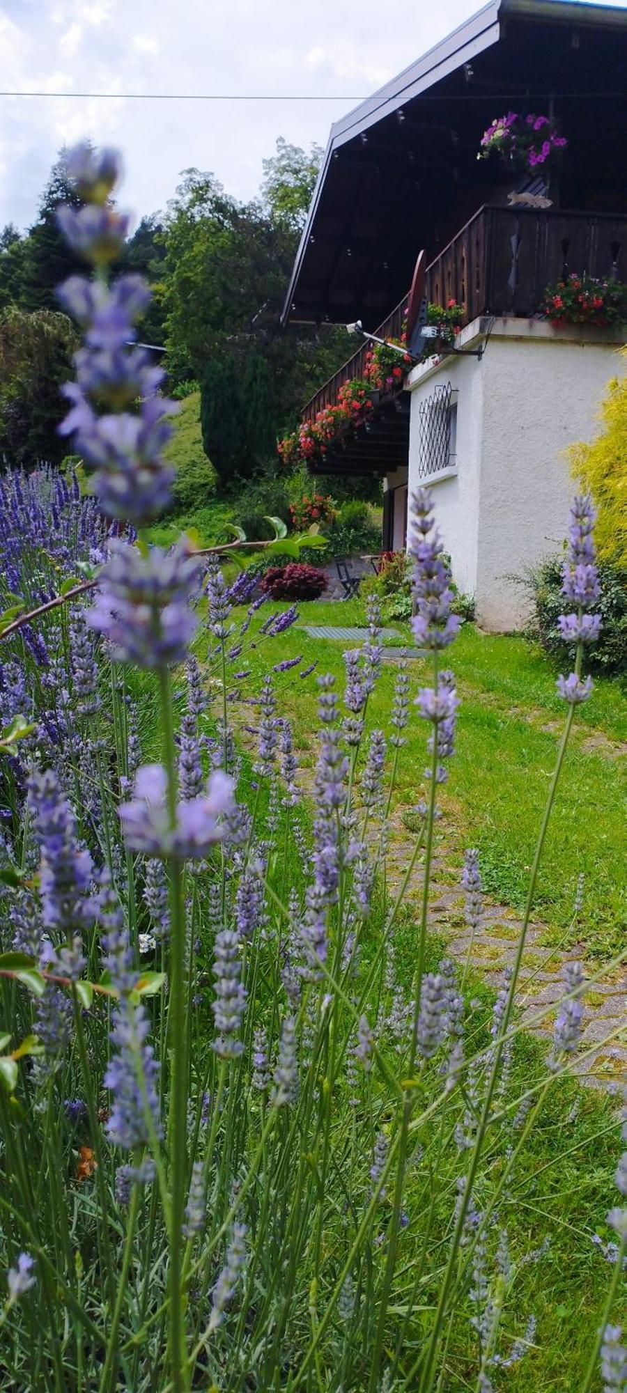 Chalet Au Bois Des Ecureuils Classe Trois Etoiles. Muhlbach-sur-Munster エクステリア 写真
