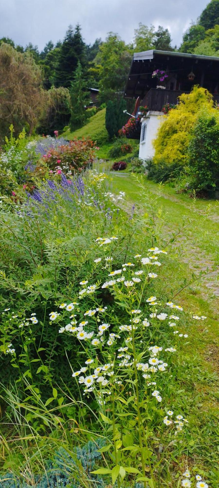 Chalet Au Bois Des Ecureuils Classe Trois Etoiles. Muhlbach-sur-Munster エクステリア 写真